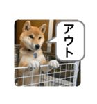 豆柴六甲くん。野球編。（個別スタンプ：17）