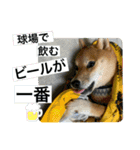 豆柴六甲くん。野球編。（個別スタンプ：19）