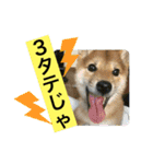 豆柴六甲くん。野球編。（個別スタンプ：22）