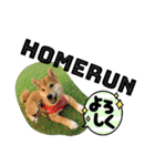 豆柴六甲くん。野球編。（個別スタンプ：25）