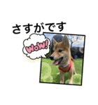 豆柴六甲くん。野球編。（個別スタンプ：26）