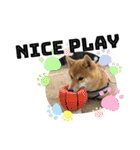 豆柴六甲くん。野球編。（個別スタンプ：29）