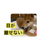 豆柴六甲くん。野球編。（個別スタンプ：37）