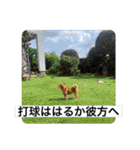 豆柴六甲くん。野球編。（個別スタンプ：38）
