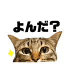 キジトラねこさん（個別スタンプ：1）