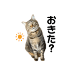 キジトラねこさん（個別スタンプ：3）