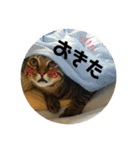 キジトラねこさん（個別スタンプ：4）