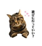 キジトラねこさん（個別スタンプ：6）