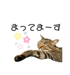 キジトラねこさん（個別スタンプ：7）