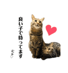 キジトラねこさん（個別スタンプ：8）