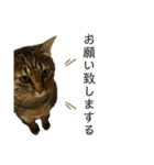 キジトラねこさん（個別スタンプ：9）