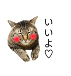 キジトラねこさん（個別スタンプ：10）
