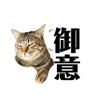 キジトラねこさん（個別スタンプ：11）