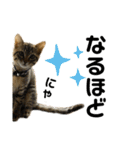 キジトラねこさん（個別スタンプ：14）