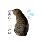 キジトラねこさん（個別スタンプ：15）