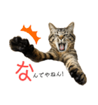 キジトラねこさん（個別スタンプ：16）
