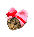 キジトラねこさん（個別スタンプ：17）