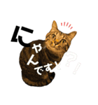 キジトラねこさん（個別スタンプ：18）