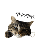 キジトラねこさん（個別スタンプ：21）