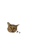 キジトラねこさん（個別スタンプ：22）