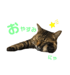 キジトラねこさん（個別スタンプ：23）