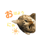 キジトラねこさん（個別スタンプ：24）