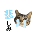 キジトラねこさん（個別スタンプ：25）