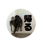 キジトラねこさん（個別スタンプ：26）