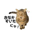 キジトラねこさん（個別スタンプ：28）