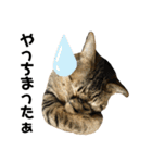 キジトラねこさん（個別スタンプ：29）