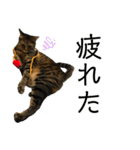 キジトラねこさん（個別スタンプ：30）