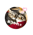キジトラねこさん（個別スタンプ：31）