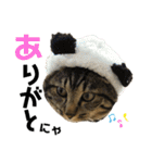 キジトラねこさん（個別スタンプ：32）