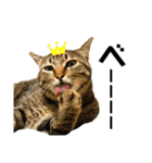 キジトラねこさん（個別スタンプ：33）