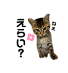 キジトラねこさん（個別スタンプ：36）