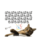 キジトラねこさん（個別スタンプ：37）