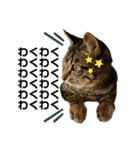キジトラねこさん（個別スタンプ：39）