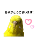 セキセイインコ ピッピちゃんの敬語（個別スタンプ：1）