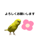 セキセイインコ ピッピちゃんの敬語（個別スタンプ：2）