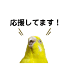 セキセイインコ ピッピちゃんの敬語（個別スタンプ：3）
