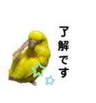 セキセイインコ ピッピちゃんの敬語（個別スタンプ：5）