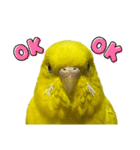 セキセイインコ ピッピちゃんの敬語（個別スタンプ：6）