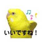 セキセイインコ ピッピちゃんの敬語（個別スタンプ：7）