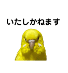 セキセイインコ ピッピちゃんの敬語（個別スタンプ：8）