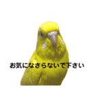 セキセイインコ ピッピちゃんの敬語（個別スタンプ：10）