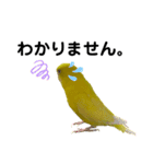 セキセイインコ ピッピちゃんの敬語（個別スタンプ：11）