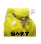 セキセイインコ ピッピちゃんの敬語（個別スタンプ：12）