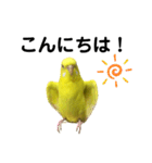 セキセイインコ ピッピちゃんの敬語（個別スタンプ：14）