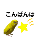 セキセイインコ ピッピちゃんの敬語（個別スタンプ：15）