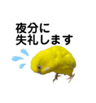 セキセイインコ ピッピちゃんの敬語（個別スタンプ：16）